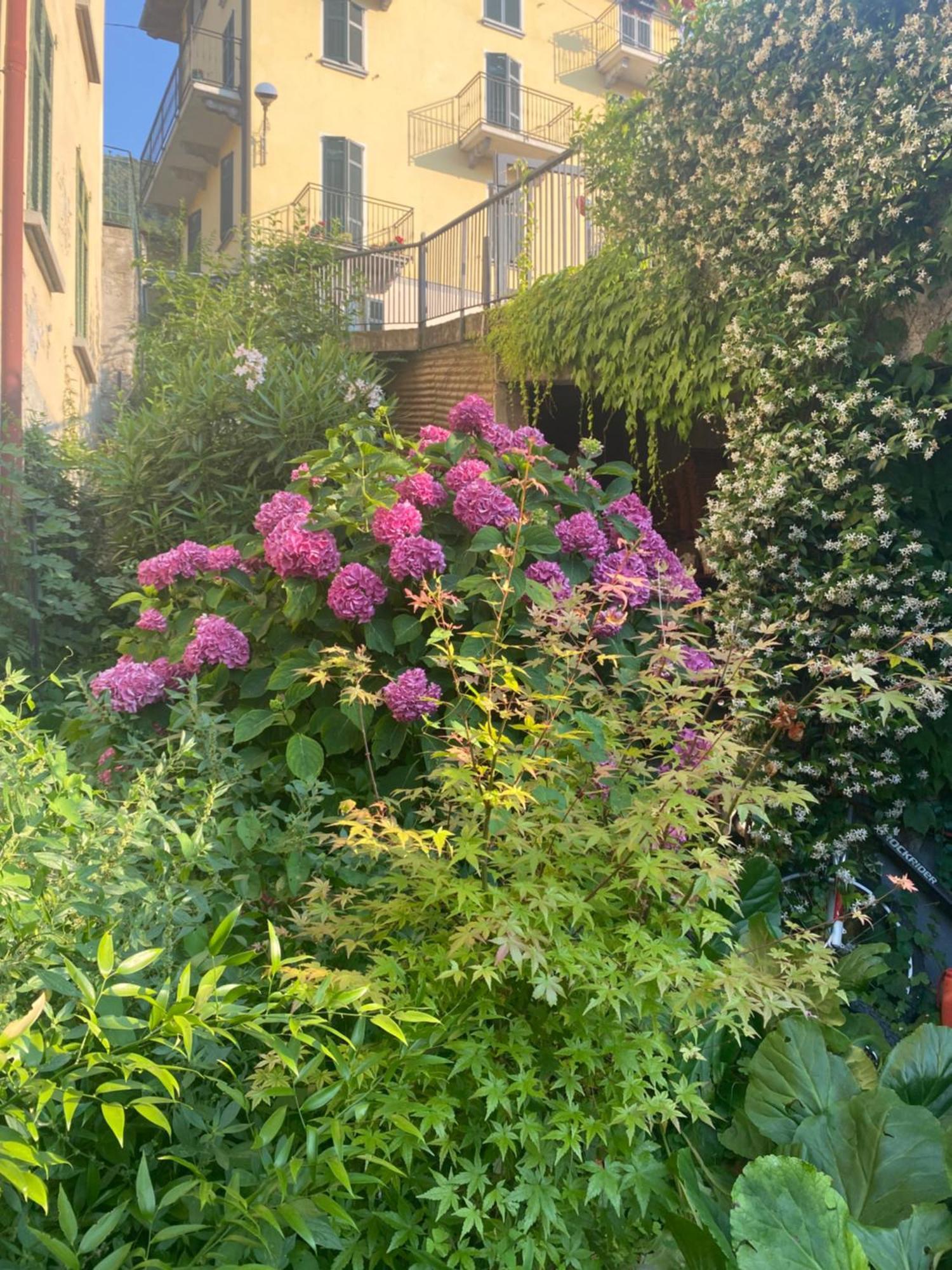 Peonia Apartment - Appartamento Vista Lago 레체노 외부 사진